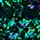 Mirror Chrome Powder - Aurora Chameleon - CP008